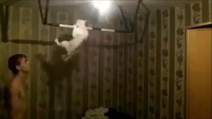 Cat doing Pull Ups is just so funny