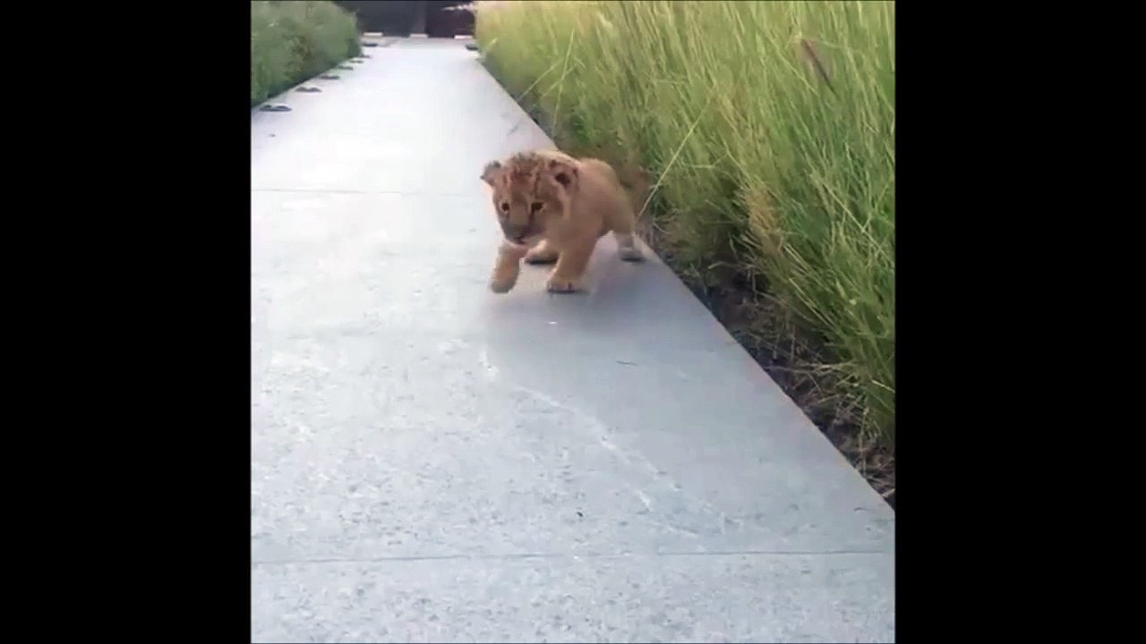Le Plus Petit Rugissement De Bebe Lion Trop Mignon Video Dailymotion