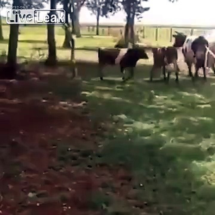 LiveLeak.com - Cow vs Sheep .. who won?
