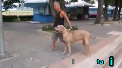 A Cat Defend Furiously For His Kiten