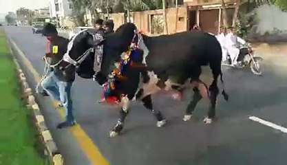 Beautiful Cows Run at The Time of Zibah eid 2015 - must watch