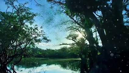 Samsung OLED TV - Discover life in every pixel