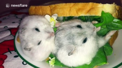 Ham Sandwich: Hamsters eat sandwich from the inside out