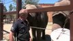 Drôles d'Animaux des Éléphants au Zoo de Calgary | Vidéos Drôles 2015