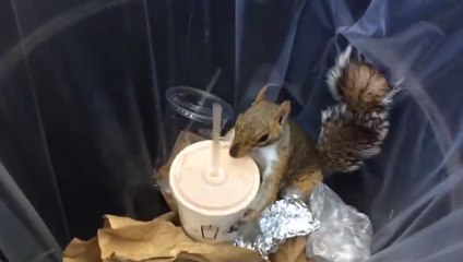 Un écureuil savoure un délicieux MilkShake