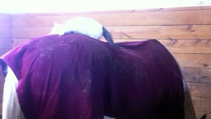 Cute cat plays on horses' backs