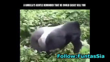 Gorilla's Gentle Reminder That HE Can Kill You Easily