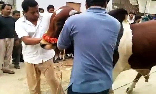 Beautiful Cow Qurbani on Eid ul Azha 2015 HD MUST WATCH-)