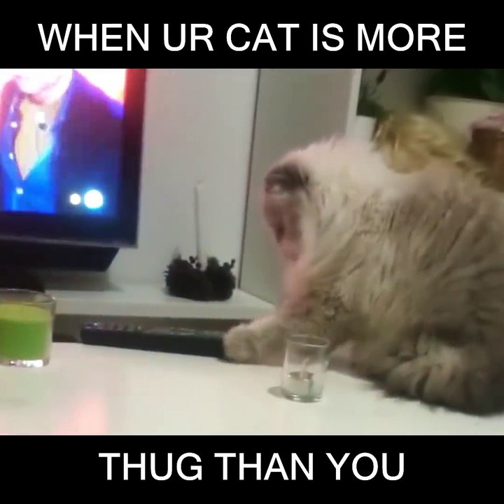 Diabolic cat