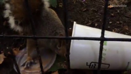 Milkshake Squirrel Steals Shake Shack from NYC Garbage