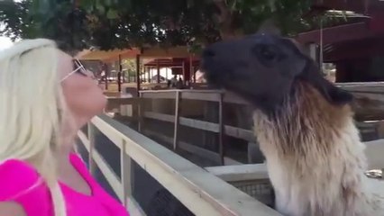 Try not to laugh or grin challenge IMPOSSIBLE