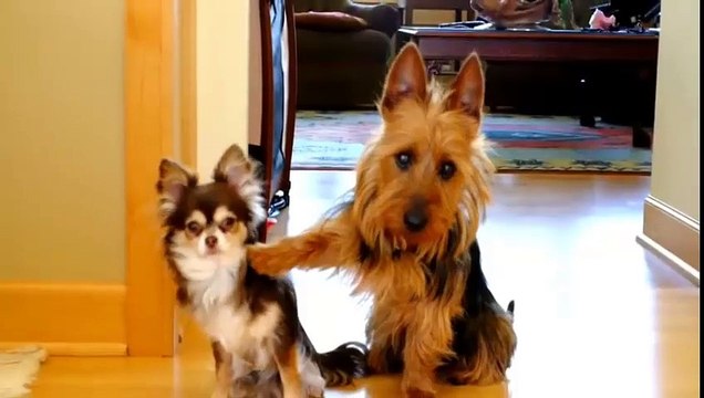 Cat Attacks Dog★ funny cats, cute cats, cute kitten, crazy cats,