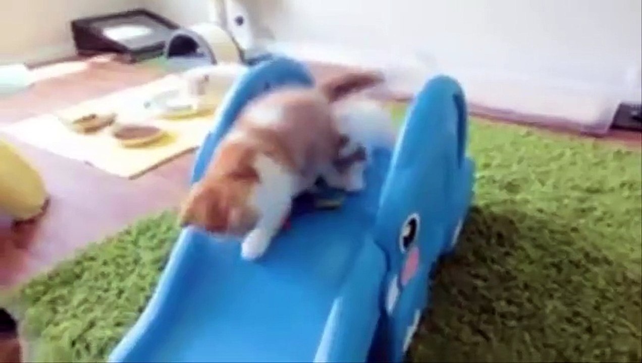 Cats Playing And Decing