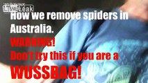 Aussie Calmly Deals With HUGE Spider