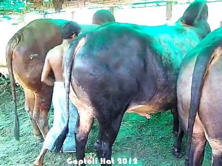 Qurbani Eid In Bangladesh 2012