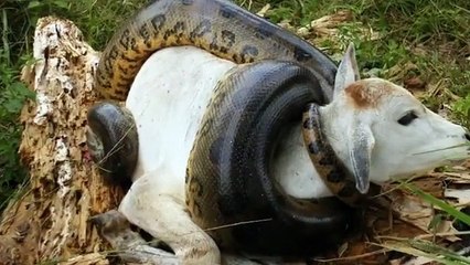 Giant Anaconda attacks Cow