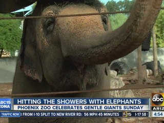 Hitting the showers with Phoenix elephants