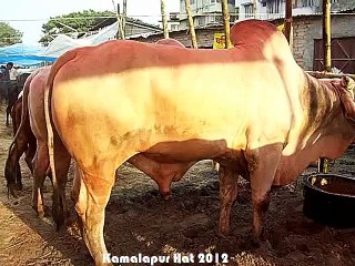 Qurbani Eid In Bangladesh 2012