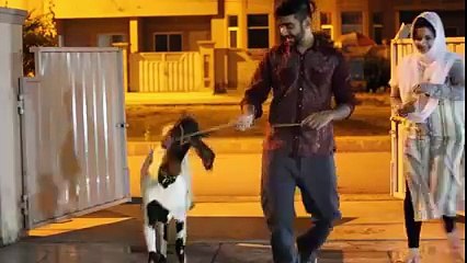 Goat and pakistani girls