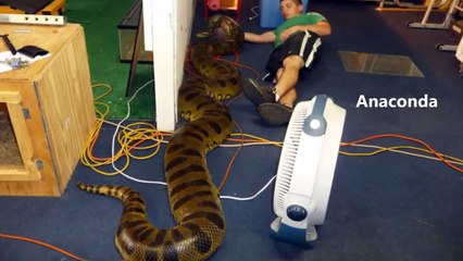 Anaconda vs Python 🐍: Discover the World's Largest Snake!