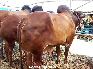 Qurbani Eid In Bangladesh 2012