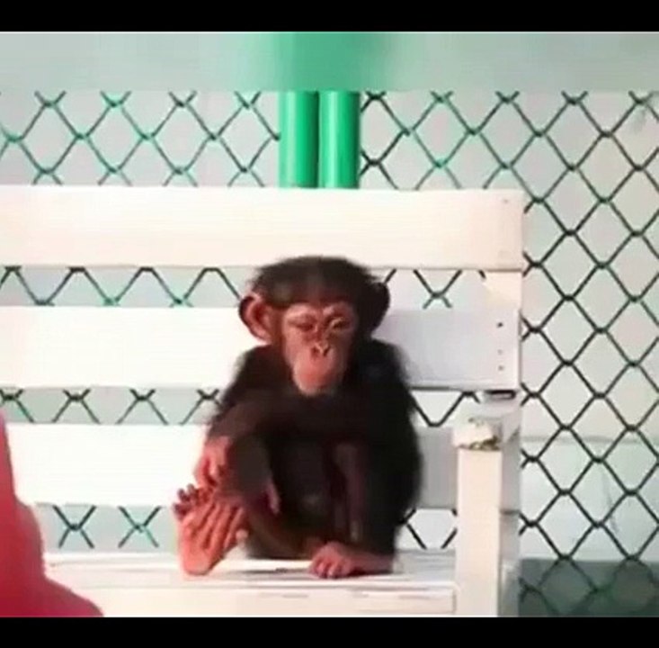 Monkey swinging in sleep