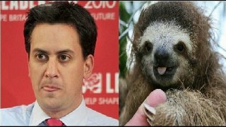 LiveLeak.com - 12 Sloths That Look Like Ed Miliband