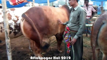 Qurbani Eid In Bangladesh 2012