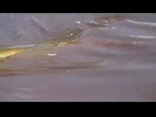 Brochet de 87 cm belin belier