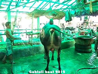 Qurbani Eid In Bangladesh 2012