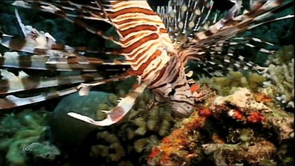 Komodo Dragon - Land of Dragons