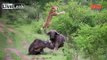 LiveLeak.com - [HD version] Buffalo Throws Lion into Air to save His Friend Being EATEN by Lions