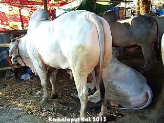 Qurbani Eid In Bangladesh 2013