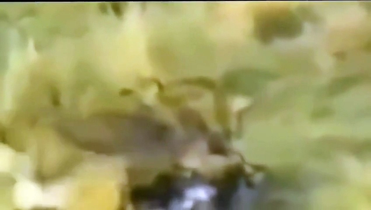 Have you ever seen an eagle catching a deer and taking into sky