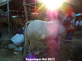 Qurbani Eid In Bangladesh 2013