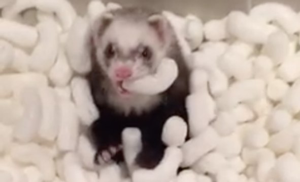 Buzz du jour : Un adorable furet s'éclate dans du polystyrène !