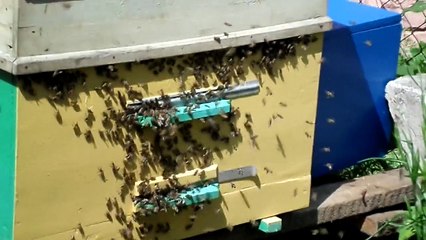 Рой собирается.