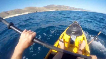 En kayak, il filme son duel avec un requin-marteau