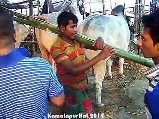 Qurbani EId In Bangladesh 2014