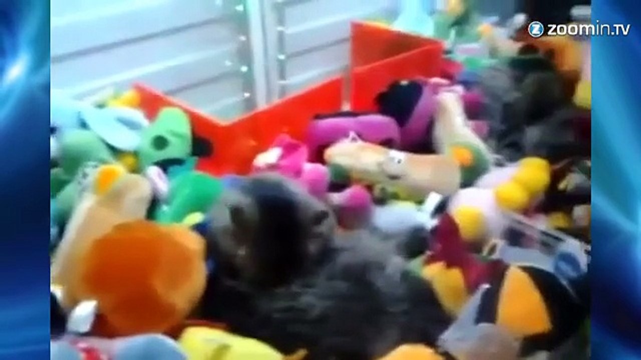 Tentez votre chance, remportez un chat vivant !