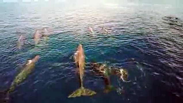 Ces baleines crachent des arcs-en-ciel !