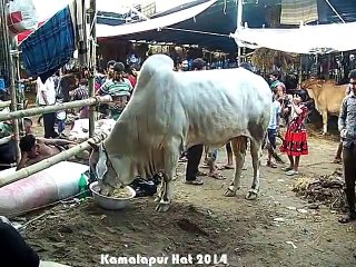 Qurbani EId In Bangladesh 2014