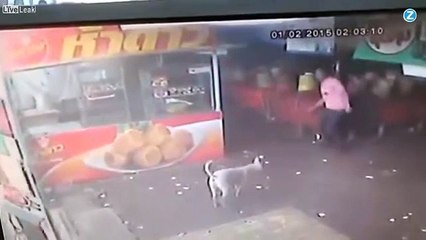 S'attaquer à un petit chien? A vos risques et périls...