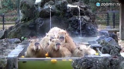 Une famille de Capybaras prend un petit bain!