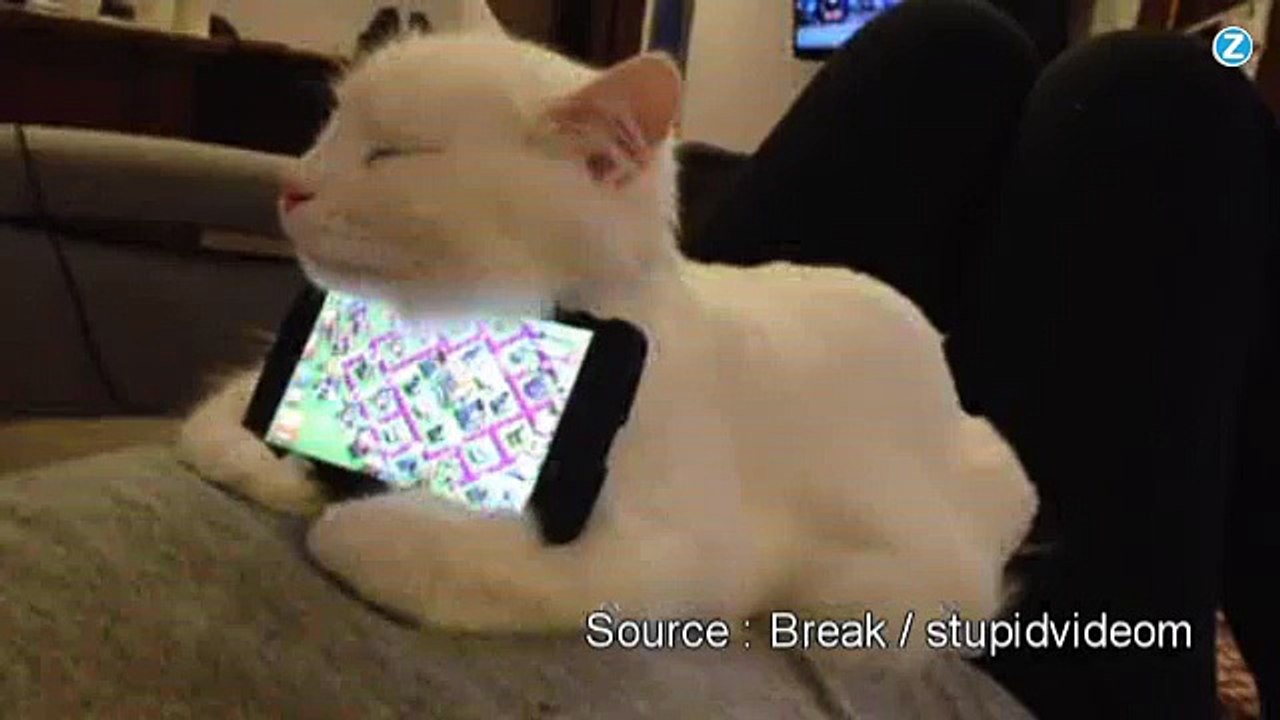 Chat vivant pour smartphone !