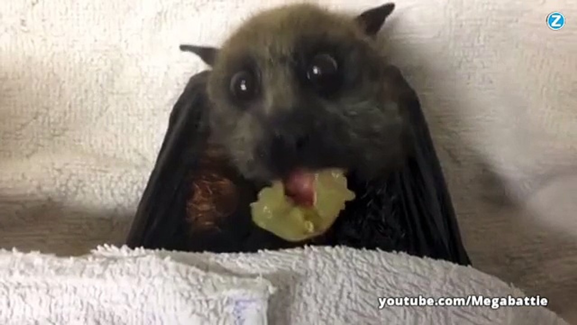 100 Cute Une Chauve Souris Mange Du Raisin Video Dailymotion