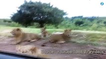 Alerte! En Afrique, les lions braquent les voitures