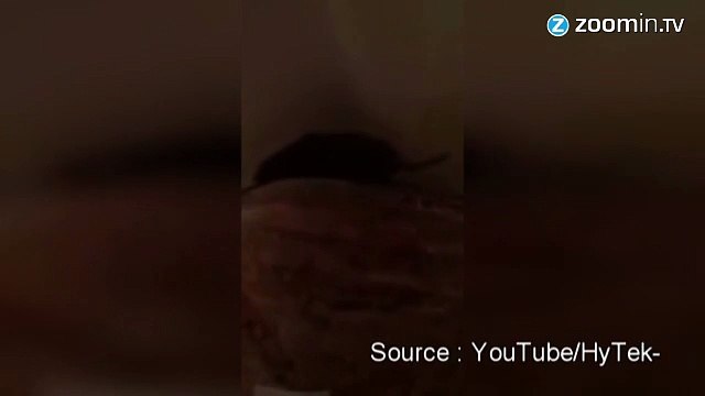 Attraper une souris, pas si facile.....