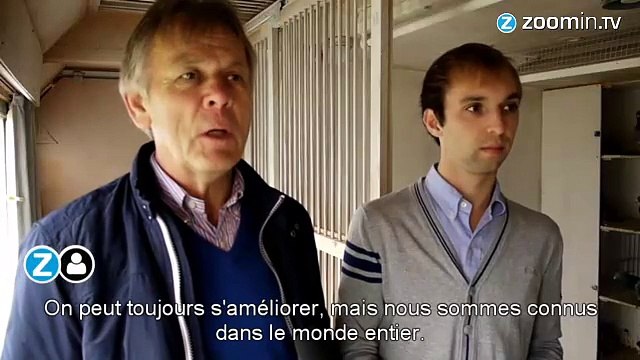 Les pigeons voyageurs, ça rapporte gros !