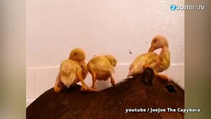 Le capybara : l'animal dont vous allez devenir fou !
